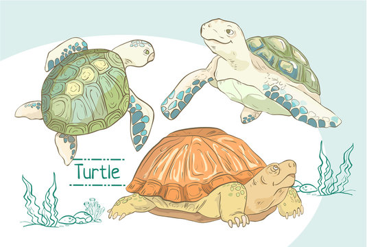 Set of hand drawn turtles.