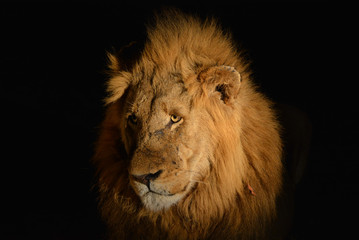 Lion @ night