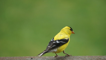 Golffinch