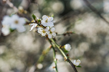 Close-up of a branch of a blooming pluming fruit tree in the sity on spring. Shallow depth of focus, bokceh background. Concept sity landscap.