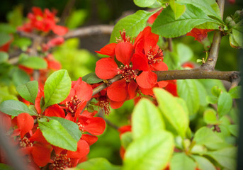 Flowering red wild Japanese quince. Close up of Japanese Quince branch