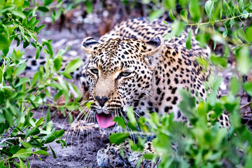 Fototapeta na wymiar Leopard @ Elephant Plains