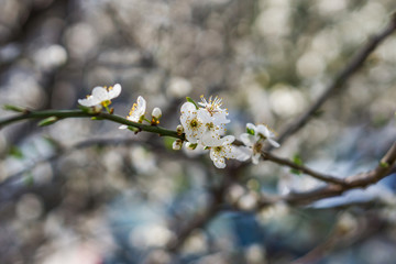 Close-up of a branch of a blooming pluming fruit tree in the sity on spring. Shallow depth of focus, bokceh background. Concept sity landscap.