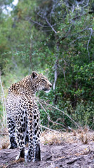 Leopard @ Elephant Plains
