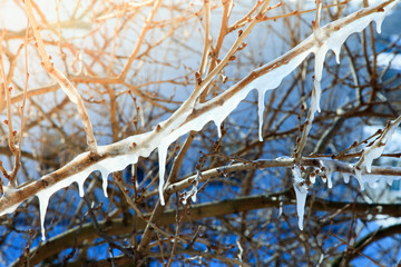 Melting of icicles on branches against the background of trees and twigs.