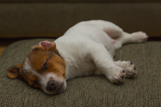 JRT Sleepy