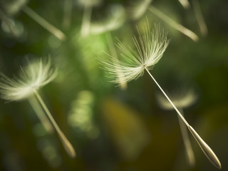 Dandelion seeds in the air © trahko