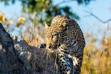 Leopard @ Elephant Plains