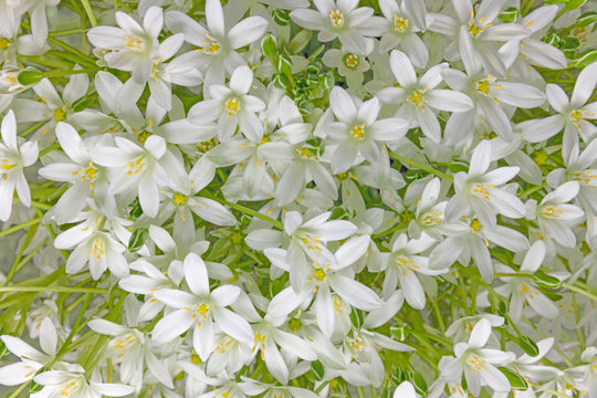 Weicher ,heller Blumen Hintergrund aus vielen Dolden-Milchsternbl&uuml;ten