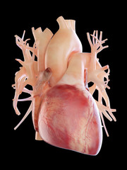 3d rendered, medically accurate illustration of human heart