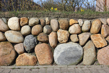 Frisian stone wall planted with Wild daffodil and Ramana roses