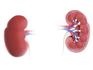 3d rendered, medically accurate illustration of a kidney cross-section