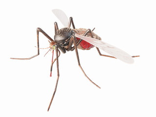 3d rendered, medically accurate illustration of a mosquito