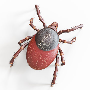 3d rendered, medically accurate illustration of a tick
