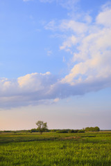 Panoramic view of wetlands covered with early spring green grass and woods in Biebrza River wildlife refuge in north-eastern Poland.