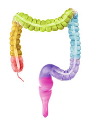 3d rendered, medically accurate illustration of the colon sections
