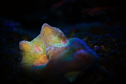 colorful rainbow neon coral in black background