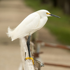 Snowy Egret in Brazos Bend State Park, Texas