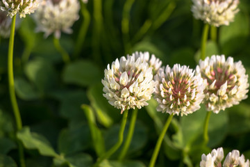 White clover flower
