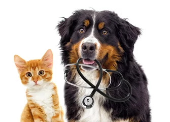 Foto op Plexiglas Dierenarts honden dierenarts en kat