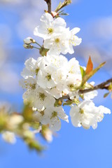 kirschblüte