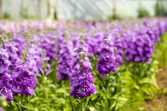 &ccedil;i&ccedil;ekler