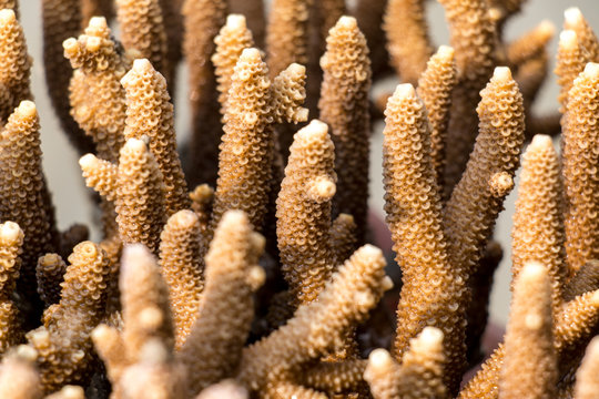 Corals are marine invertebrates in the class Anthozoa of phylum Cnidaria in the Sea.