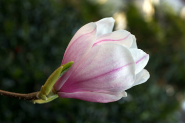 Magnolia sieboldii