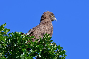 brown snake eagle in Kruger National park in South Africa,region Lower Sabie
