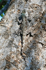 Southern Tree Agama, Kruger National Park, South Africa
