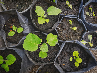 Green Small Nursery Plants in Black Plastic Bags