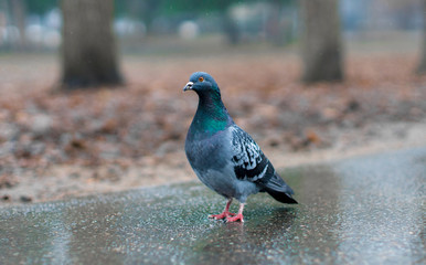 pigeon, bird, animal, dove, nature, feather, beak, wildlife, birds, wing, park, grey, gray, grass, green, pigeons, wild, white, wings, feathers, one, fly, eye, black, fauna