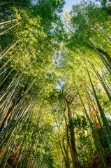 Fototapeta na wymiar Bamboo forest shot against sky, Sakura city, Chiba, Japan