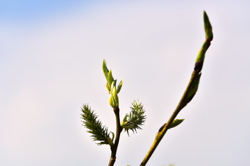 Spring. Kidneys and trees are budding.