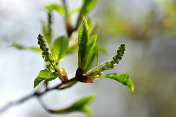 Spring. Kidneys and trees are budding.