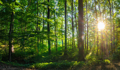 Wald Laub Grün mit Sonne