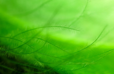 Green feather as an abstract background