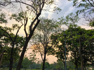 Sunset sky trees