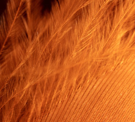 Fototapeta premium Orange feather as an abstract background