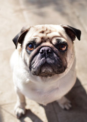 Obraz premium Pug puppy cute face