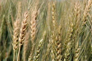 Wheat plant in farm 