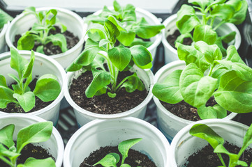 Young plants for planting in the garden
