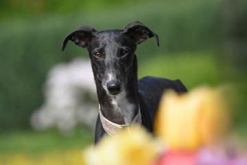 Galgo im bunten Tulpen Feld