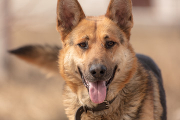 Portrait of a dog in the nature