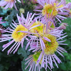 colorful asters in the fall bloom in the garden