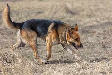 Dog runs on nature in the spring