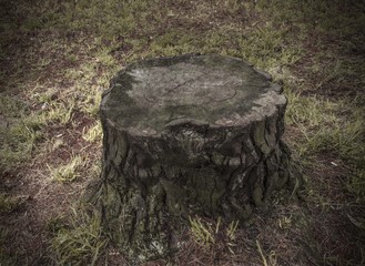 Obraz premium drzewo ścięte w środku lasu