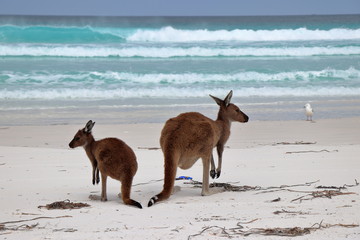 Australien: Kängurus am Strand