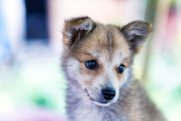 Cute litte dog in Nepal