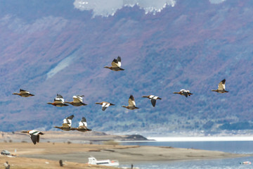 Flying upland geese in Patagonia